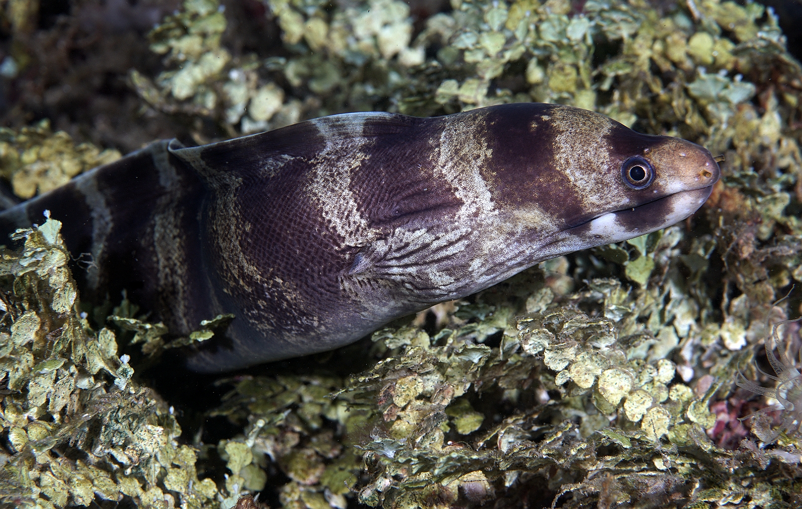 Banda Sea 2018 - DSC05633_rc - Barred moray -  - Echidna polyzona.jpg